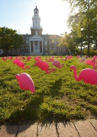 Johns Hopkins Invaded by Flamingos - Baltimore Fishbowl