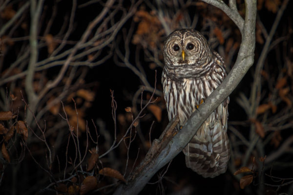 Baltimore Fishbowl | barred-owl-with-fall-colors