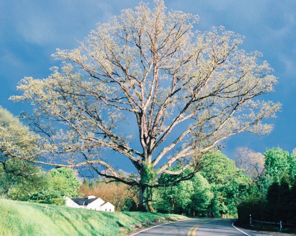 Meet the man who cares for a nearly 400-year-old Ruxton tree