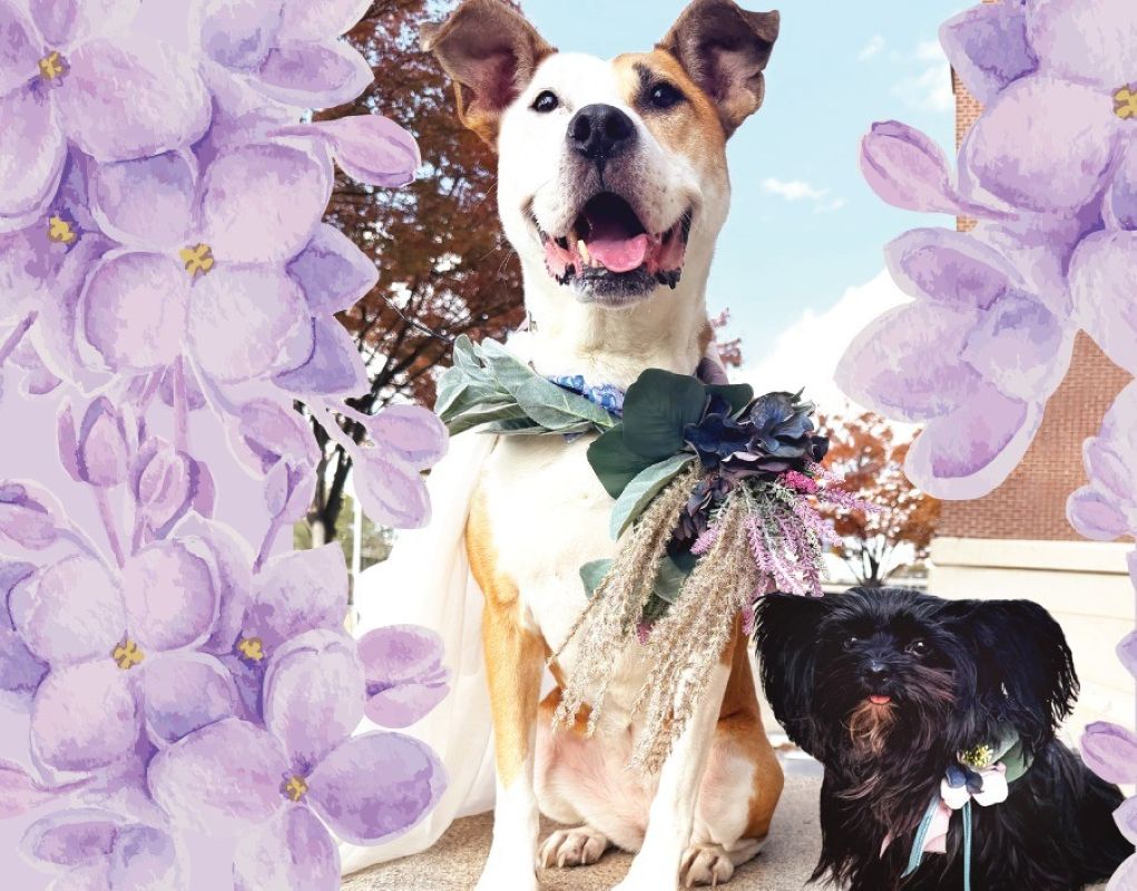Baltimore Weekend Events: Dog Wedding, Mandolin Orchestra, Record Bazaar, and more.