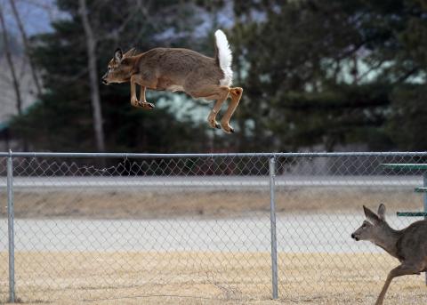 Baltimore to manage deer overpopulation with help from wildlife biologist marksmen