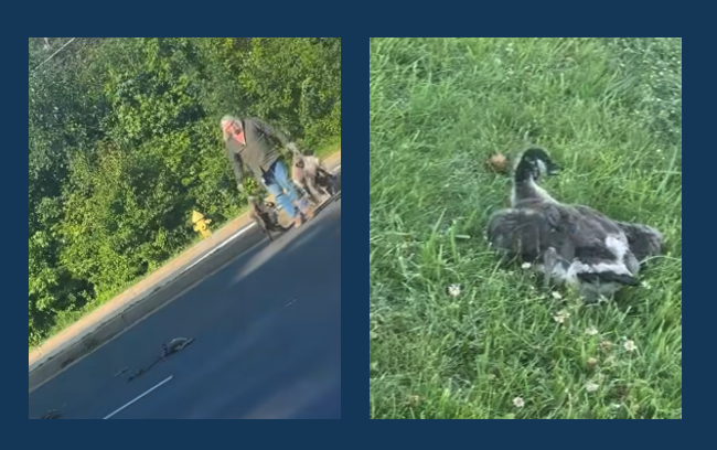 Police still looking for Tesla driver who killed 10 geese in Joppa