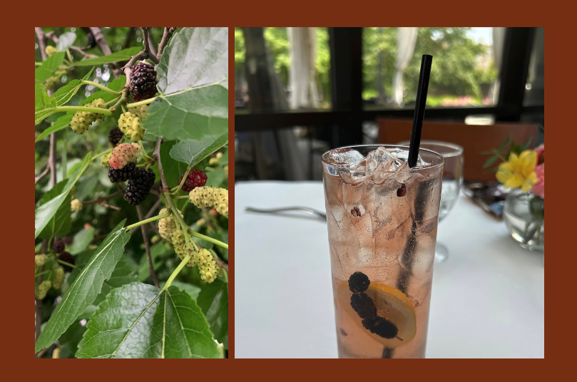 Mulberry Madness takes hold at Waverly Farmer’s Market