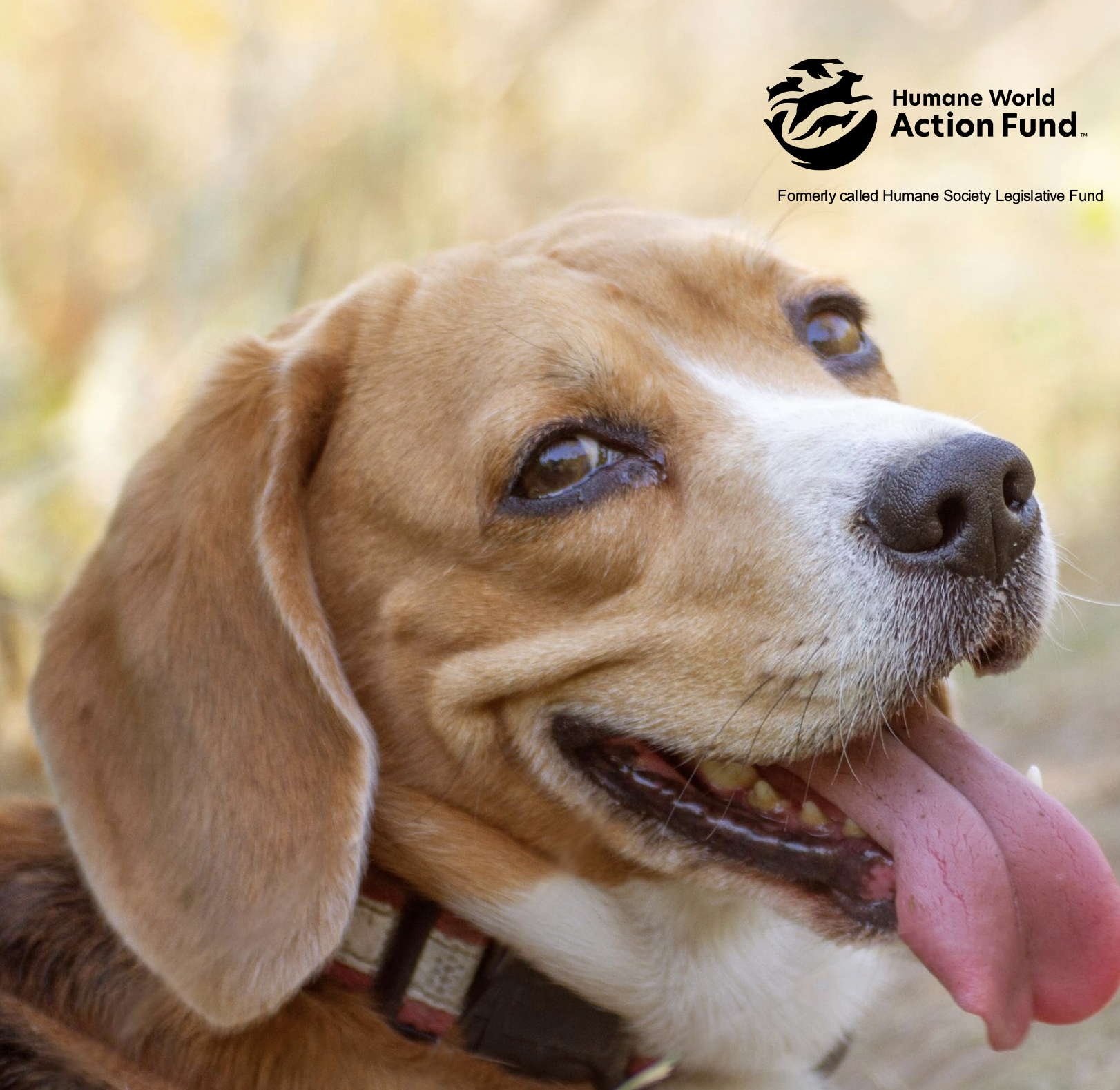 Scorecard grades Maryland lawmakers for votes on animal welfare