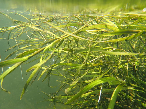 Underwater grasses made gains in Maryland’s Chesapeake Bay